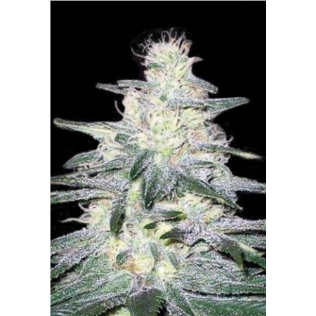 LOCOMOTIVE â  - 1